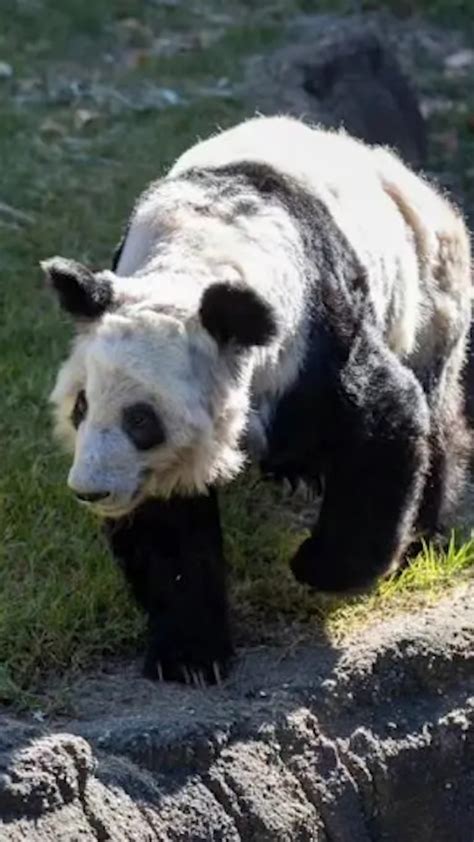 旅美大熊猫“丫丫”身体状况评估完毕，即将返归中国 - 2023年2月28日, 俄罗斯卫星通讯社
