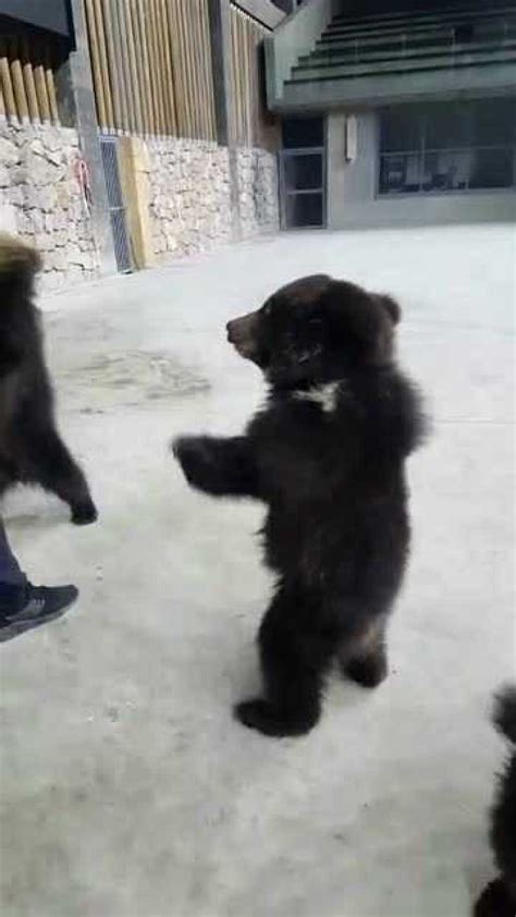 TS 4K拍摄的黑熊幼崽(美洲熊)在一个非常红色的山楂树丛中吃浆果—高清视频下载、购买_视觉中国视频素材中心