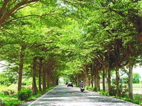 各地区园林绿化常用行道树种_江苏沭阳好景园林绿化苗木场