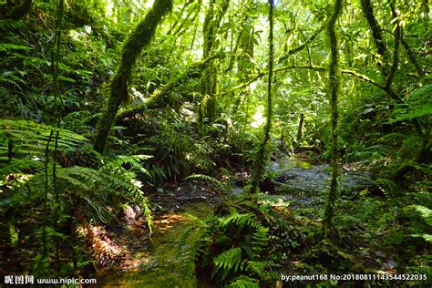 热带雨林气候在全球的分布 - 自然地理图片 - 地理教师网