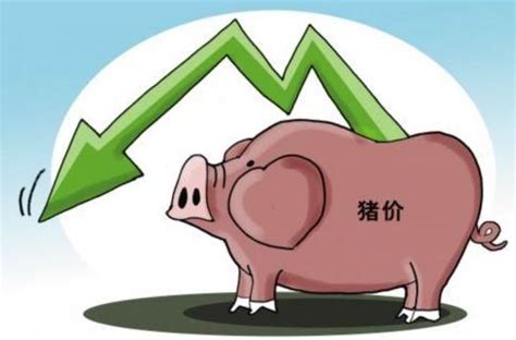 国庆假期前，猪价有涨破12元/斤的基础，会不会涨破13元/斤？ - 猪好多网