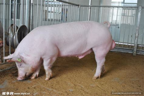 大肥猪和大肥猪在一个高清图片下载-正版图片502563025-摄图网