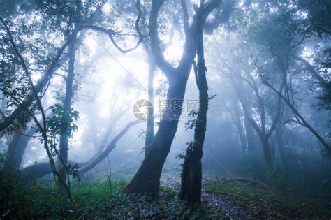 光线树木神秘的道路迷雾风景清晨秋天公园和阳光环境高清图片下载-正版图片307703423-摄图网