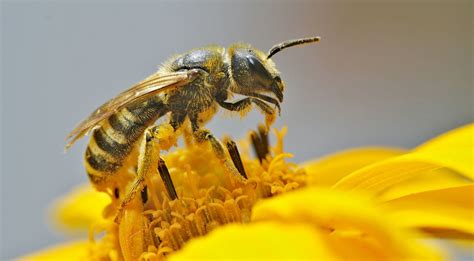 蜜蜂背后的农业生物多样性保护 | 绿会观虫工作委员会_授粉