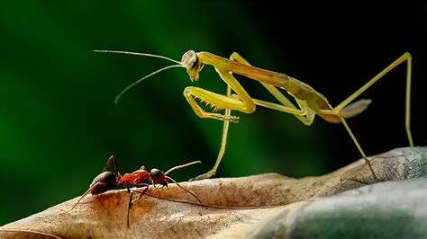 科普：做为益虫的螳螂最喜欢吃哪些害虫？