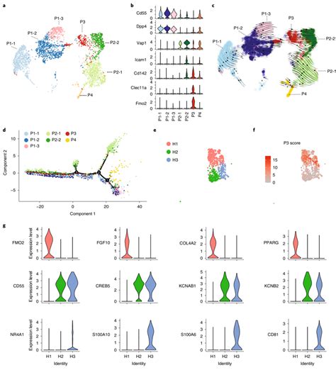 科学网—代谢学人--Nature Metabolism：脂肪组织单细胞测序再立新功 - 徐凌燕的博文