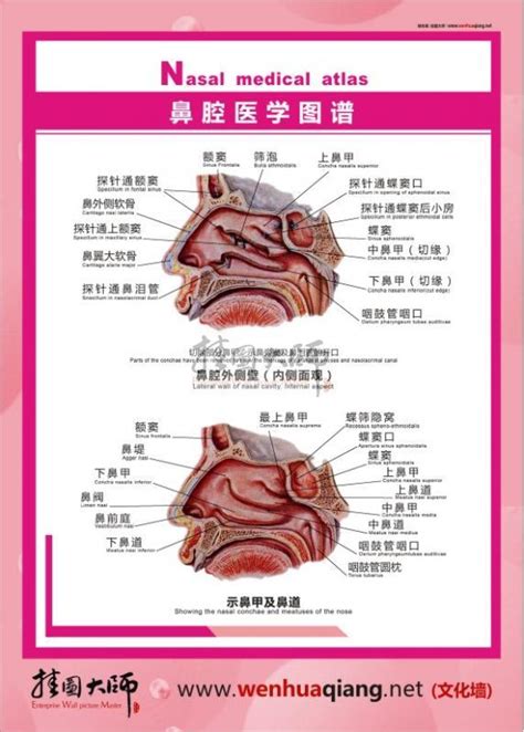 鼻子解剖结构图解图片