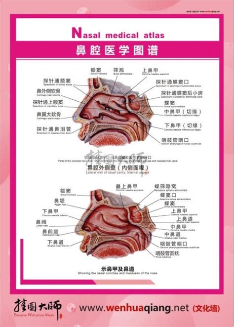 鼻腔医学图谱 人体结构解剖图 鼻腔医学图谱_耳鼻喉解剖图_人体解剖图标语_医院标语_文化墙│企业文化墙│公司文化墙│校园文化墙│工厂标语│医院 ...