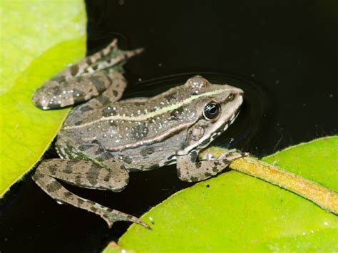 青蛙爬行动物森林野生动物生活热带沼泽两栖动物雨林荒野高清图片下载-正版图片320480724-摄图网