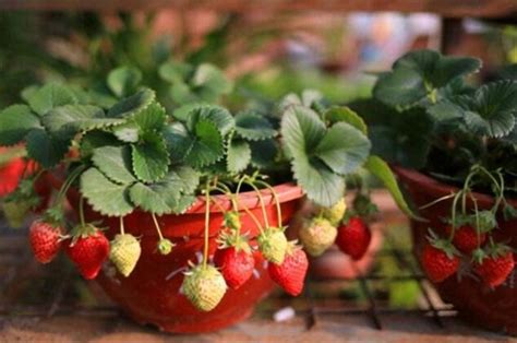 草莓盆栽怎么种？草莓盆栽的种植方法_爱花网