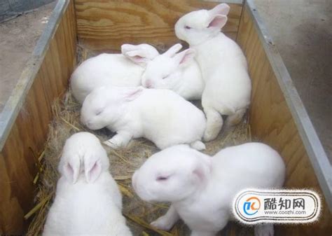 怎样辨别兔兔是公是母呢？