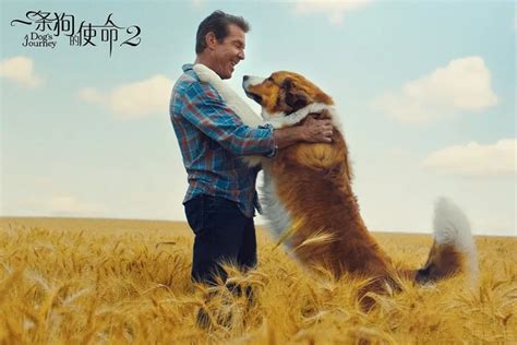 电影：A Dog