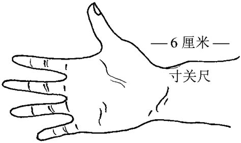 寸关尺切脉位置图图片