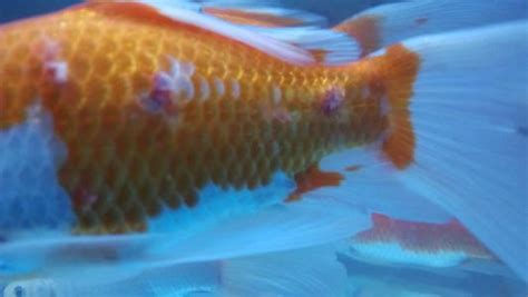 为什么鱼会咬同类的尾巴 - 业百科