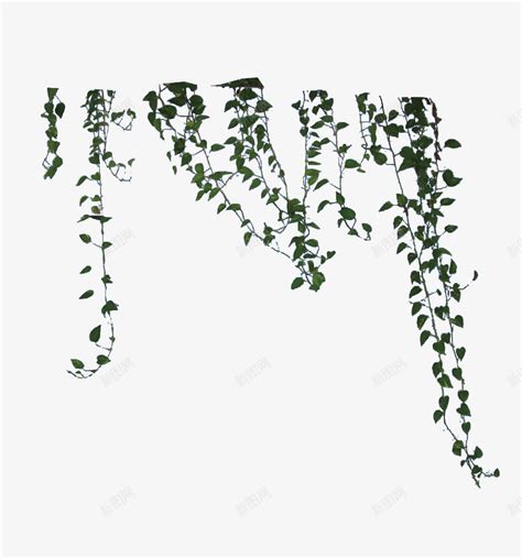 树藤 藤蔓 绿色植物图片免费下载_PNG素材_编号1pkirnm7z_图精灵