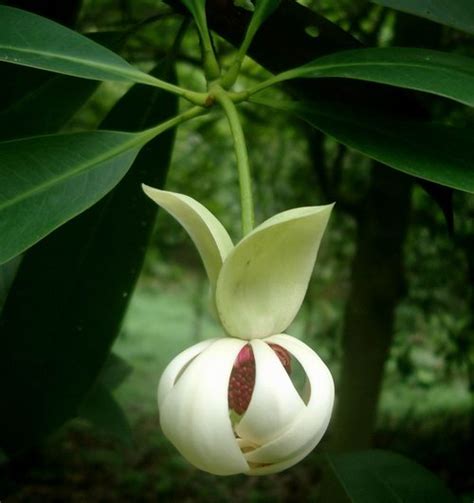 海南木莲 Manglietia fordiana var. hainanensis-花卉图片网