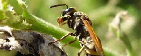 马蜂是如何繁殖的，马蜂群有哪些蜂种 - 农敢网