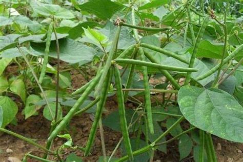 绿豆怎么发芽-农百科