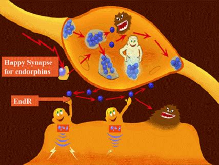 内啡肽，人体天然“快乐丸”-观察-生物探索