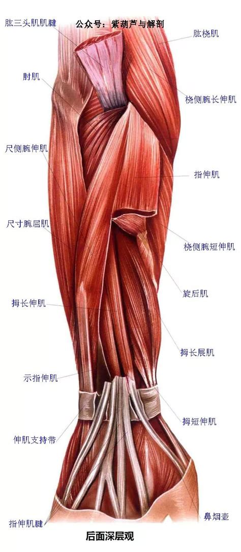 手臂肌肉分布图图片