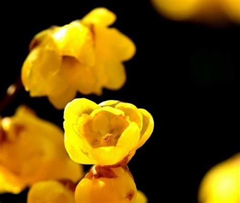 腊梅的生长习性及其花语-168鲜花速递网