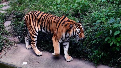 在动物园的老虎躺在笼子里高清图片下载-正版图片302639065-摄图网