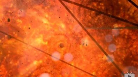BBC纪录片丨《人体的奥妙（细胞暗战)》，新型冠状病毒是如何入侵的？_新民社会_新民网