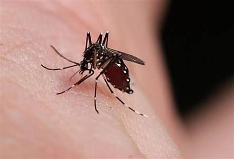 糖友更招蚊子？家蝇能否传播新冠病毒？爱国卫生运动“四害”防控90问发布