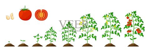 番茄生长阶段蔬菜植株生长周期插画图片素材_ID:425289552-Veer图库