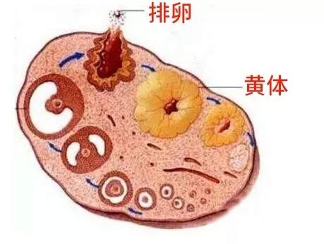 备孕那些事：卵泡黄素化未破裂综合征（LUFS）是啥？-健康科普-武汉市第三医院|武汉大学同仁医院