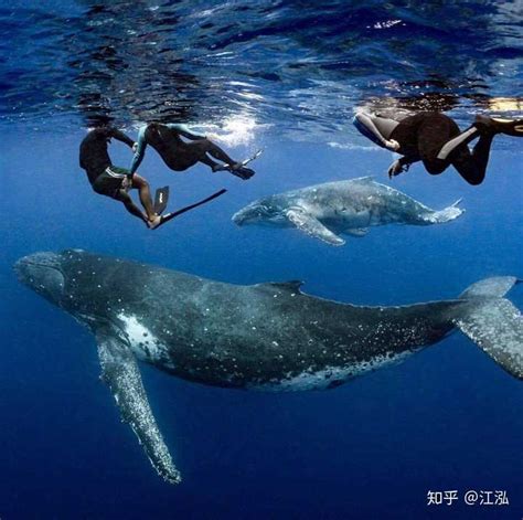能打败虎鲸的五种动物：(蓝鲸/座头鲸/大白鲨/达摩鲨/人类)_奇趣解密网