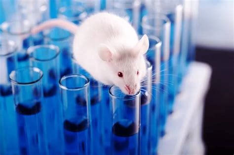 大中小型动物实验-伊莱博生物科技（上海）有限公司