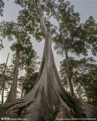 《从大树开始的进化》重生柳树，开启进化之路！ – 国漫岛