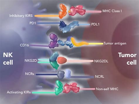 NK细胞表面免疫检查点受体KIRs知多少 - 自主发布 - 生物在线 Lab-on-Web