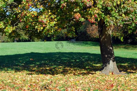 公园里的一棵秋天的枫树高清图片下载-正版图片503201832-摄图网