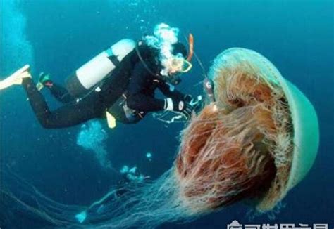 世界上最大的水母,北极霞水母(直径达2.5米/触须长36米)