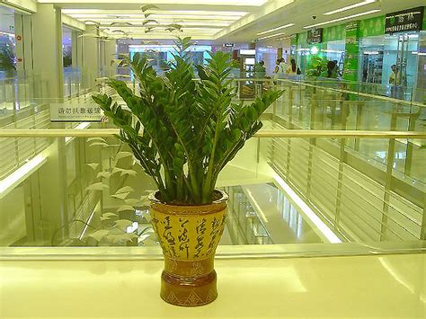 公司花卉大棚产出第一批花卉绿植，鲜彩迷眼！ - 武汉泽安园林工程有限公司