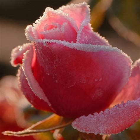 鲜花养护丨夏季养玫瑰如何避免灰霉 - 知乎