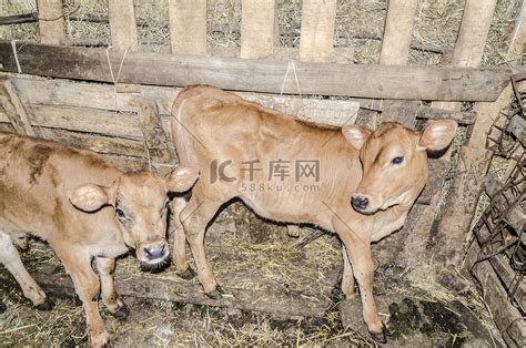 非主流小牛犊头像
