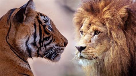 美洲虎和豹怎么区分？ - 知乎