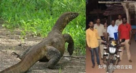 印度巨蜥印度巨鳄