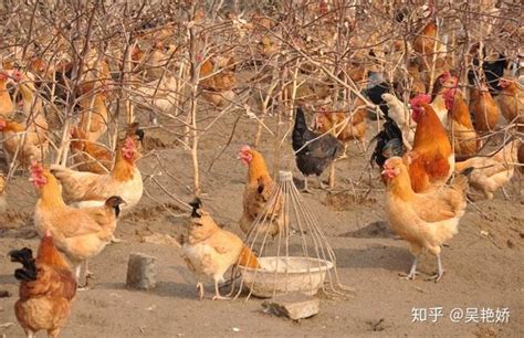 养殖肉鸡应该注意什么？怎样能鸡快速长出自然黄油 - 知乎