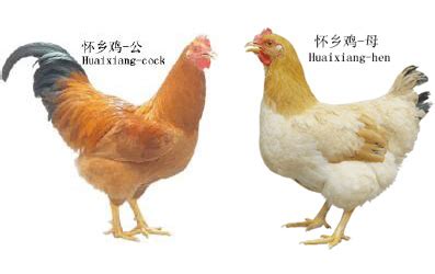 中国十大名鸡排名榜(最好吃的十个品种的鸡)-风水人
