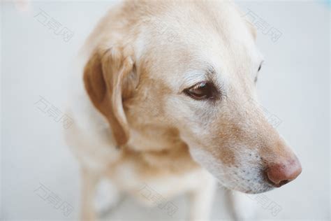 成年黄拉布拉多猎犬摄影图素材图片下载-万素网