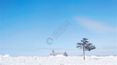 雪乡雪景孤独的树高清图片下载-正版图片501176656-摄图网
