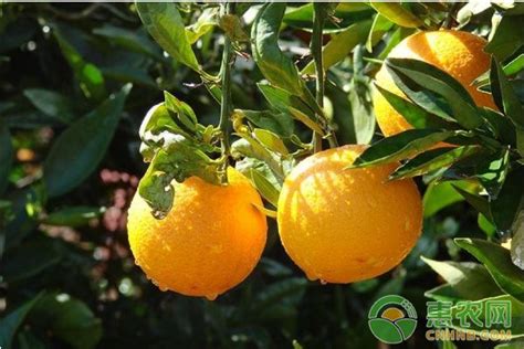 柑橘应该怎么栽培呢-北京胜达博睿科技有限公司