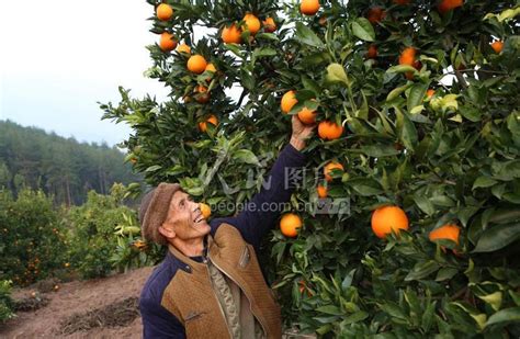 重庆特色产业柑橘：年产值超300亿元，全市多个区县共同发力 - 知乎