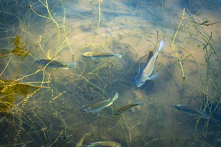 生活在南方江河湖泊的一种小鱼，在湖南称为“刁子鱼”_黄河