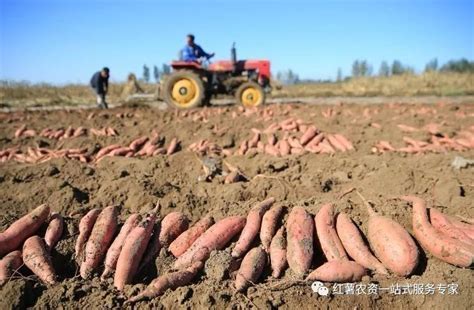 红薯是怎么传入中国的？一只小红薯带了解红薯的发展史|红薯|福建|陈振龙_新浪新闻