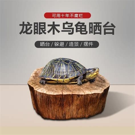 最简单生态龟缸!给乌龟缸造景注意事项|龟|晒台|注意事项_新浪新闻